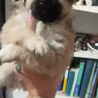 واگذاری سگ شیتزو