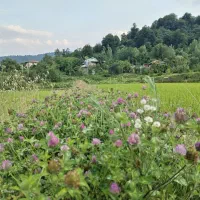 سوئیت جنگلی محرمان|اجارهٔ کوتاه‌مدت آپارتمان و سوئیت|احمدسرگوراب, |دیوار