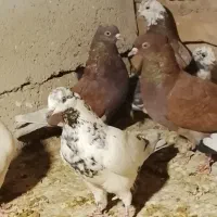 کبوتر پرشی|پرنده|سیرجان, |دیوار