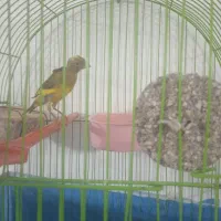 2تا قناری درجه 1