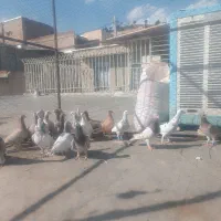 کبوتر|پرنده|کنگاور, |دیوار