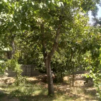 باغ دلنشین ودنج درمناطق اسکو|فروش خانه و ویلا|اسکو, |دیوار