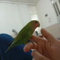 جفت برزیلی فوق مولد