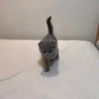 گربه