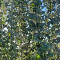 نهال با کیفیت اصلاح شده با ضمانت|خدمات باغبانی و درختکاری|اردبیل, |دیوار