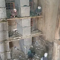 کبوتر تکپرساده|پرنده|گمیشان, |دیوار