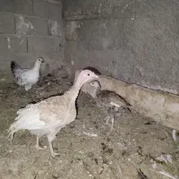 جوجه بوقلمون