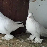 کفتر زینتی پرشی|پرنده|ری, جوانمرد قصاب|دیوار