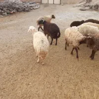 فروش گوسفند
