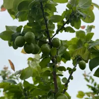 زمین،باغ پرتقال ۱۰۰۰متر روستای بالاجاده|فروش زمین و ملک کلنگی|کردکوی, |دیوار