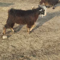 بیگ چاق پروار