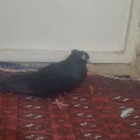 ذاغ صرب|پرنده|ساوه, |دیوار