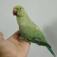 جوجه طوطی   ملنگو     دستی