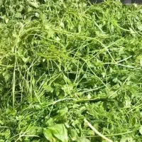 سبزی
