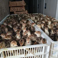 جوجه بوقلمون یک روزه و تخم نطفه دار|حیوانات مزرعه|تبریز, |دیوار