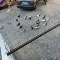 فروش کبوتر سرحال|پرنده|شیراز, تل حسین‌آباد|دیوار
