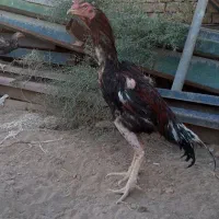 مرغ و خروس لاری