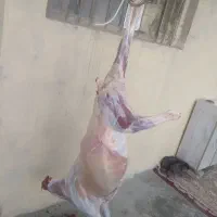 قصاب گوشت گوسفندی(کهره،بره،بز)قصابی|خوردنی و آشامیدنی|فسا, |دیوار