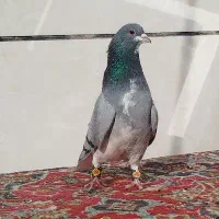 سه عدد دمگیر خرقه