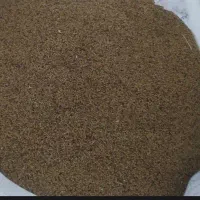 بذر یونجه بغدادی