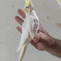 عروس هلندی
