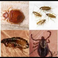 فروش سم سوسک ریز المانی