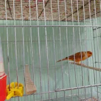 رسمی بلند.. آخ جون