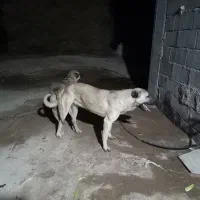 توله ۱۷ماهه پژدر|سگ|مراغه, |دیوار