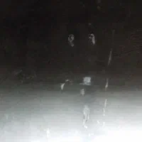 گمشده گاونزبالغ