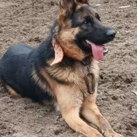 سگ  ژرمن  1.5 ساله|سگ|کیاشهر, |دیوار