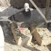کفتر تهرونی|پرنده|فلاورجان, |دیوار
