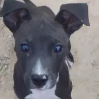 پیتبول تریر|سگ|امیدیه, |دیوار