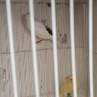 قناری زیبا و سرحال|پرنده|مشهد, گلبرگ شمالی|دیوار