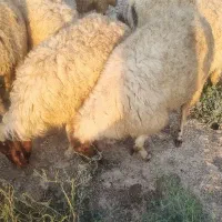 گوسفند عراقی