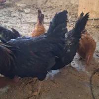 مرغ خروس|حیوانات مزرعه|شیراز, شهرک صنعتی شیراز|دیوار