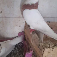 کبوتر طوقی نر