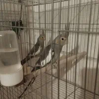 عروس هلندی در همه رنگ|پرنده|ماهدشت, |دیوار