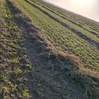 یونجه