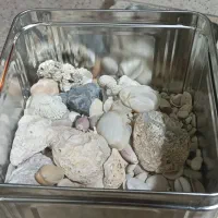 صدف و گوش ماهی آکواریوم سالم به فروش میرسد