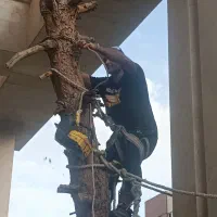 هرس تخصصی درخت با اسپایک و رعایت ایمنی