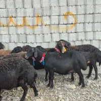 ۱۶راس میش و بره|حیوانات مزرعه|دزفول, |دیوار