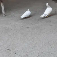 تخم|حیوانات مزرعه|مشهد, کارمندان دوم|دیوار