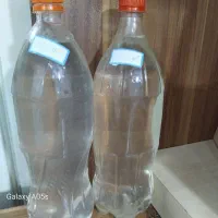 گلاب خانگی دو آتیشه