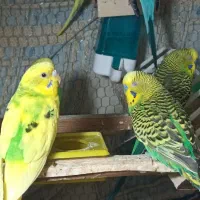 مرغ عشق|پرنده|سراوان, |دیوار