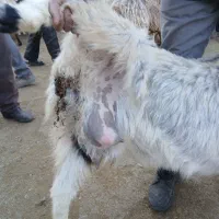 بزغاله پاکستان اصل۱۰م بزکول شیری بزغاله ماده۱۳۵۰۰م|حیوانات مزرعه|بجنورد, |دیوار