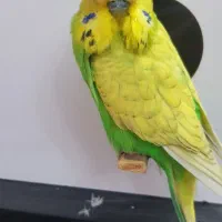 مرغ عشق انگلیسی