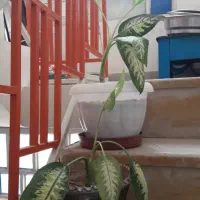 فروش گل های آپارتمانی