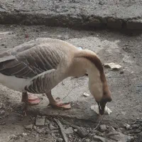 قوغاز نر اصل