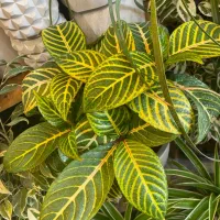 گل های طبیعی