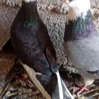 چند عدد کبوتر|پرنده|گمیشان, |دیوار